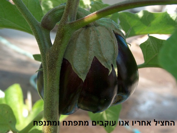 החציל אחריו אנו עוקבים מתפתח ומתנפח 